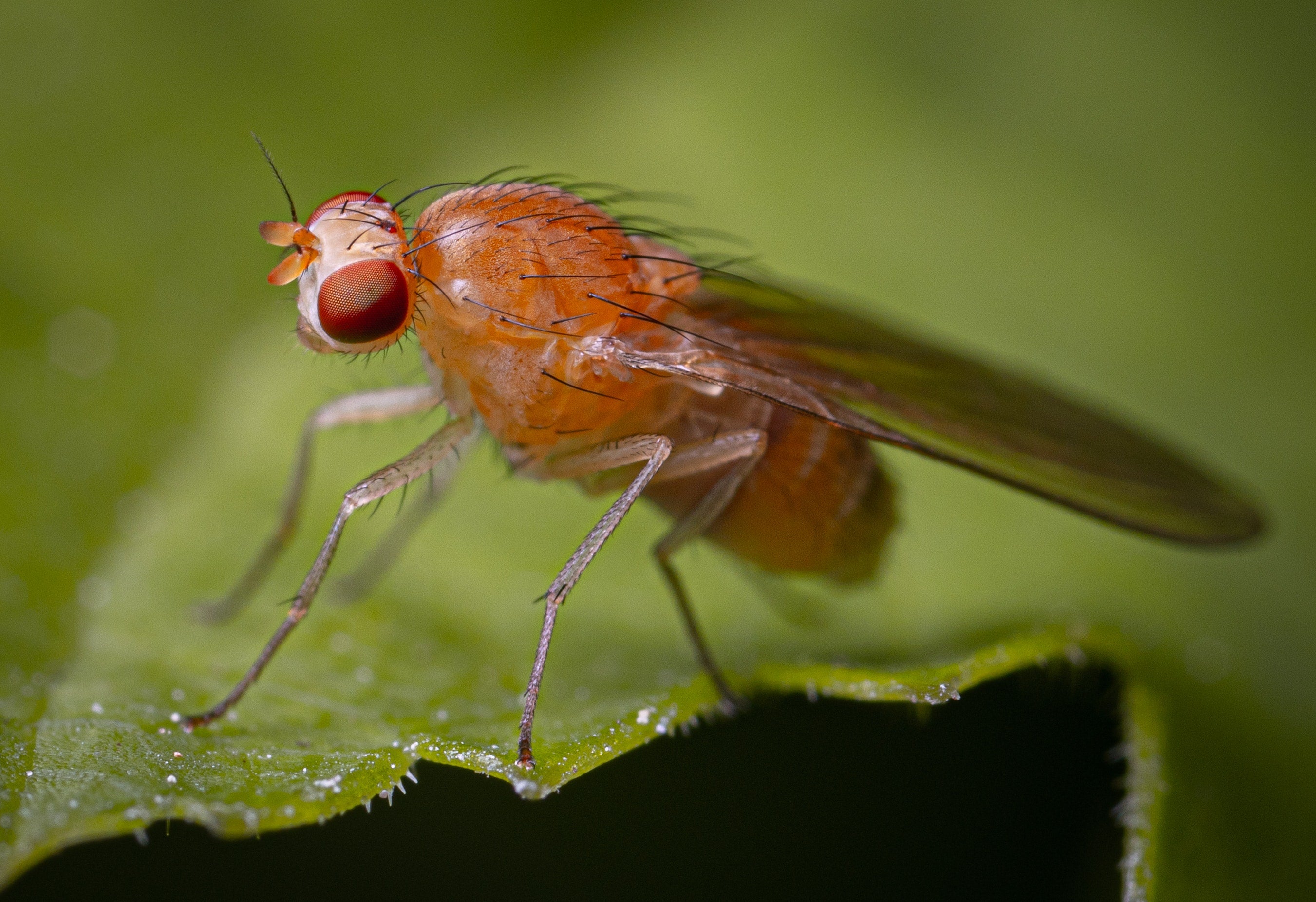 10 Best Traps That Actually Get Rid Of Fruit Flies