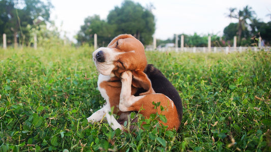 A Beagle dog scratching his head 