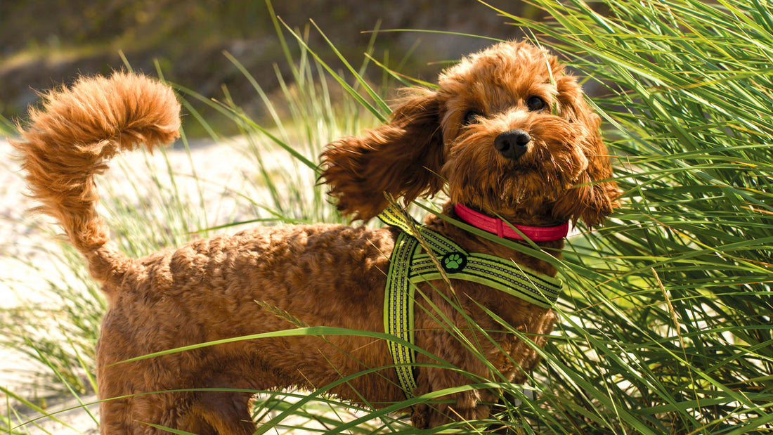 A Golden Doodle wearing a green harness plays on the beach in tall grasses
