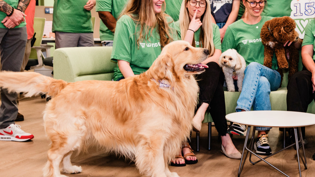 A Golden Retriever joins in on a group discussion at work