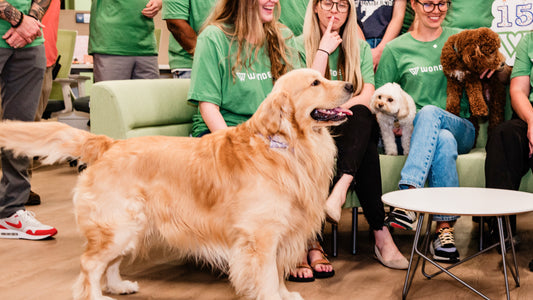 A Golden Retriever joins in on a group discussion at work