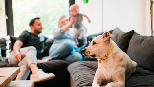 A family with their dog on a velvet sectional sofa