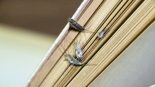 Four silverfish bugs on a book