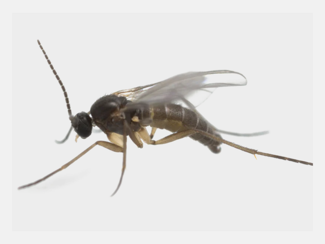 How to Get Rid of Gnats in the House