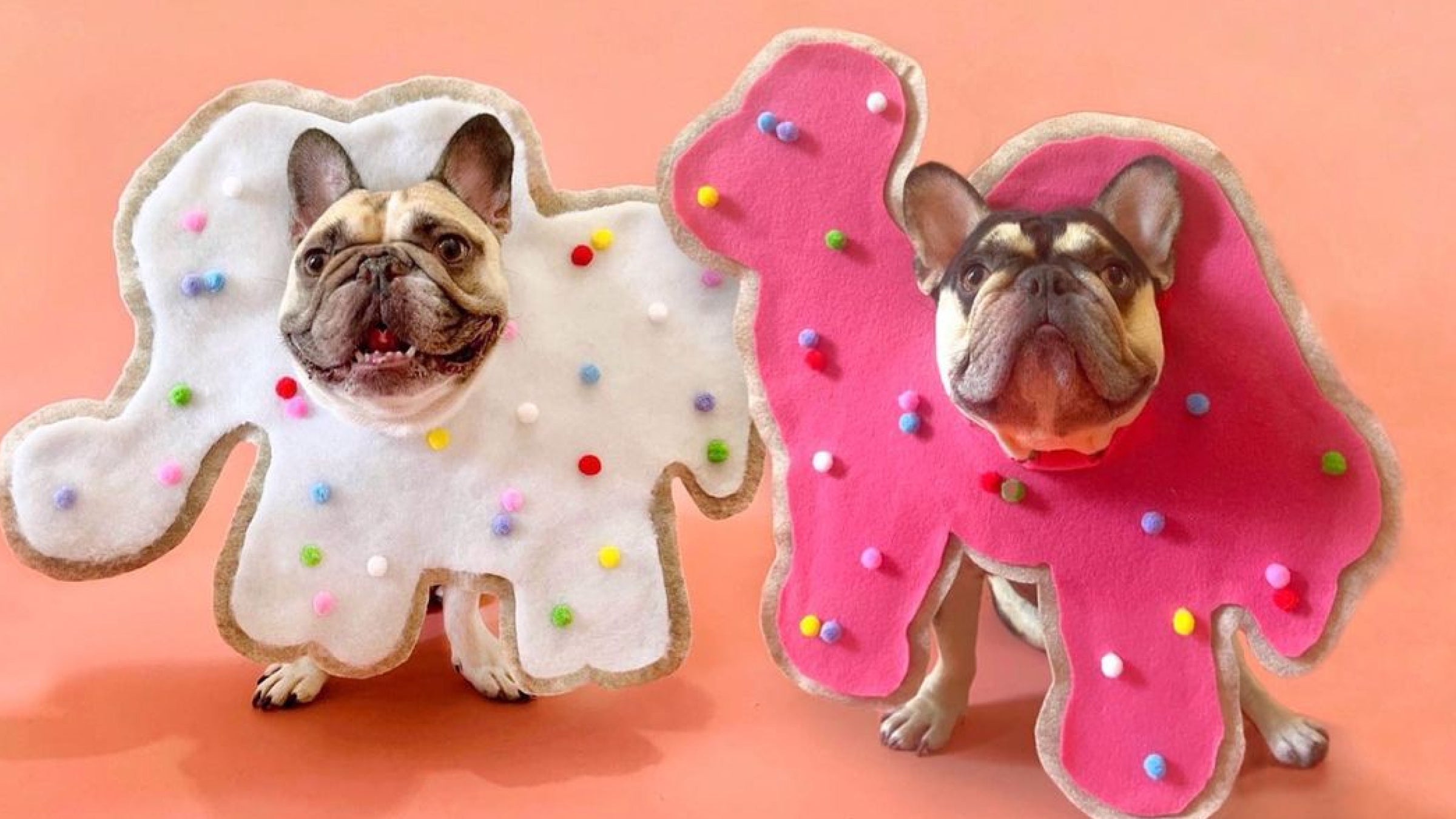 Two French bulldogs in animal cracker costumes