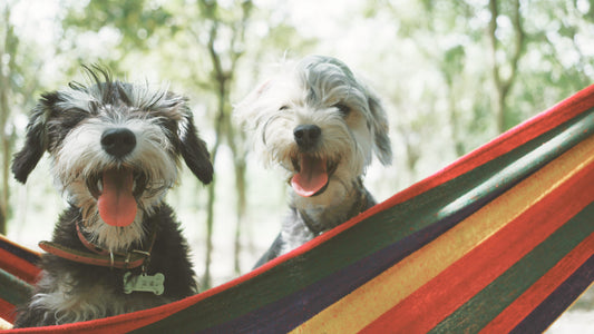 Two dogs enjoy a striped hammock outdoors