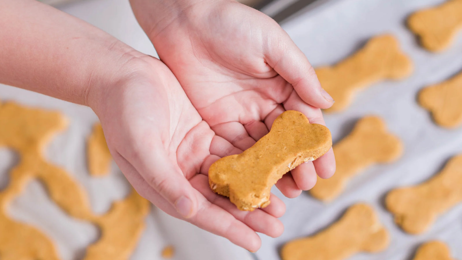 healthy-pumpkin-dog-treats-b-britnell