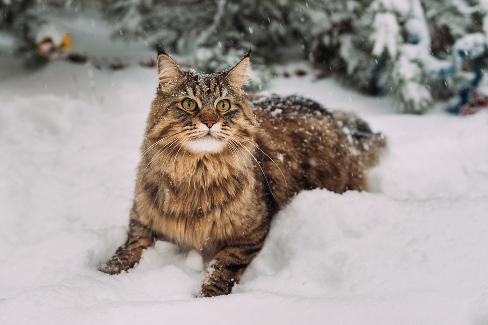 cat in the snow