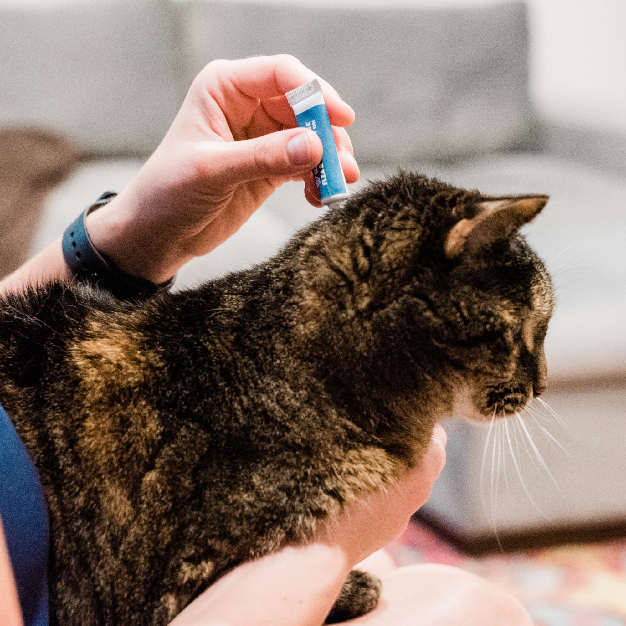 Monthly flea outlet treatment for cats