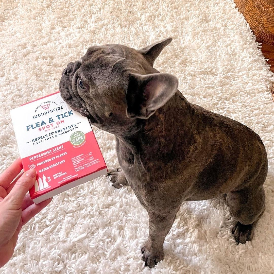 Best flea and tick shop medicine for french bulldogs