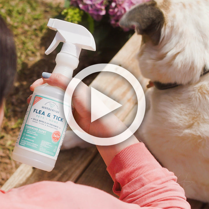 Flea spray cheap for puppies