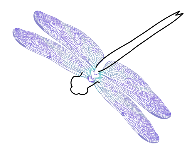 Accent image of dragonfly